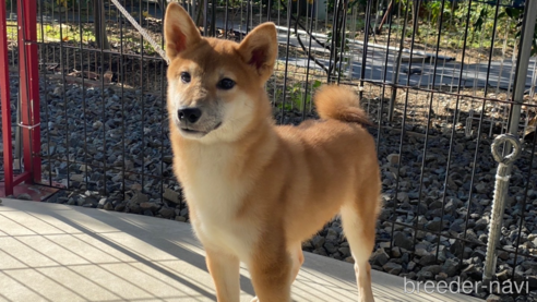成約済の岡山県の柴犬-233534の5枚目