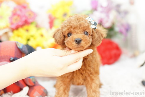 成約済の埼玉県のトイプードル-269968の3枚目