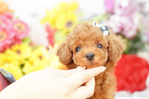 成約済の埼玉県のトイプードル-269968の2枚目