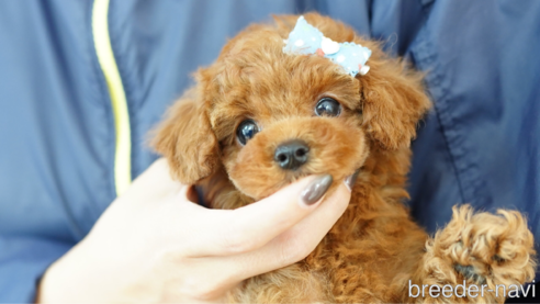 成約済の埼玉県のトイプードル-269968