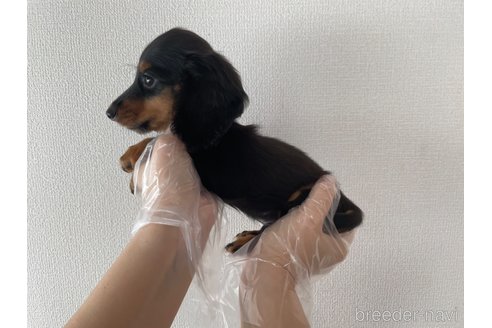 成約済の東京都のミニチュアダックスフンド(ロングヘアード)-269975の3枚目