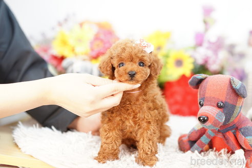 成約済の埼玉県のトイプードル-269972の4枚目