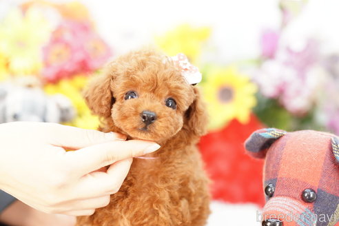 成約済の埼玉県のトイプードル-269972の3枚目