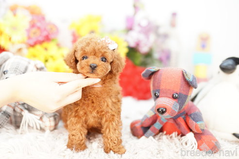 成約済の埼玉県のトイプードル-269972の2枚目