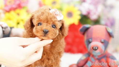 成約済の埼玉県のトイプードル-269972