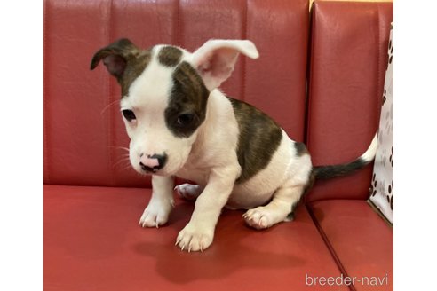 成約済の京都府のミックス犬-269980の2枚目