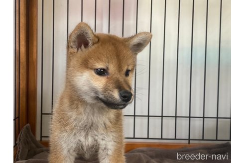 成約済の岡山県の柴犬-269985の2枚目