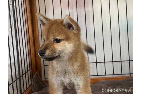 成約済の岡山県の柴犬-269985の3枚目