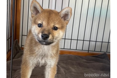 成約済の岡山県の柴犬-269985の1枚目
