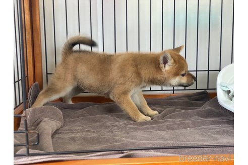 成約済の岡山県の柴犬-269985の5枚目