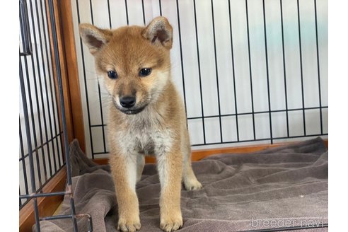 成約済の岡山県の柴犬-269985の4枚目