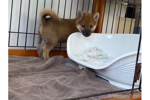 成約済の岡山県の柴犬-269992の3枚目