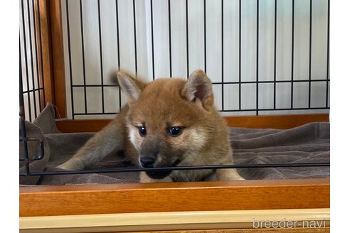 成約済の岡山県の柴犬-269992の2枚目