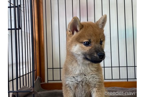 成約済の岡山県の柴犬-269992の4枚目