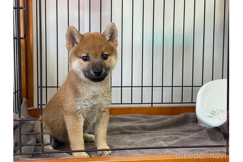 成約済の岡山県の柴犬-269992