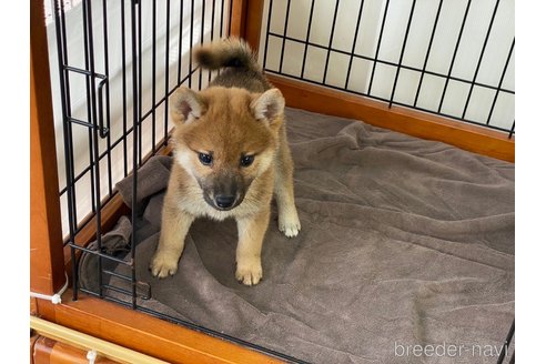 成約済の岡山県の柴犬-269992の5枚目
