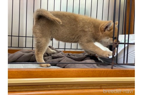 成約済の岡山県の柴犬-269993の3枚目