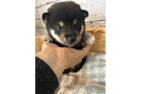 成約済の静岡県の柴犬-269994の2枚目