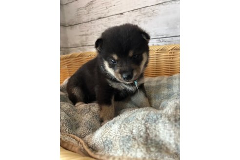 成約済の静岡県の柴犬-269994の4枚目