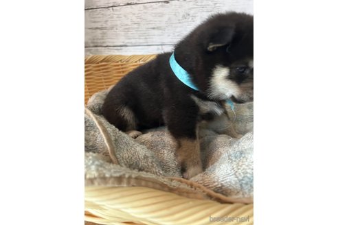 成約済の静岡県の柴犬-269994の5枚目