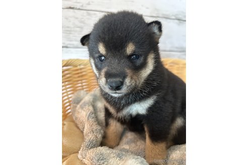 成約済の静岡県の柴犬-269997の3枚目