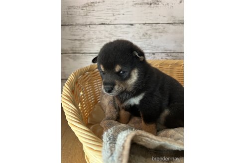 成約済の静岡県の柴犬-269997の4枚目