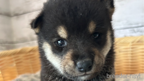 成約済の静岡県の柴犬-269997
