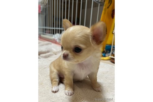 成約済の千葉県のチワワ(ロングコート)-265092の53枚目
