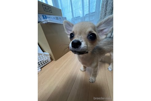 成約済の千葉県のチワワ(ロングコート)-250301の2枚目