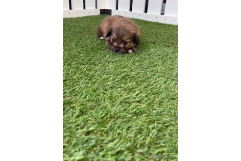 成約済の福岡県のミックス犬-270014の8枚目