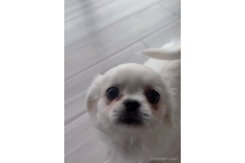 成約済の福岡県のミックス犬-263597の3枚目