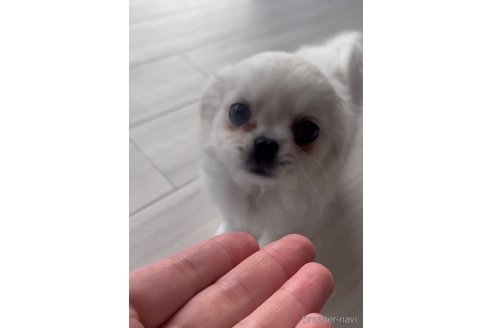 成約済の福岡県のミックス犬-263597の4枚目