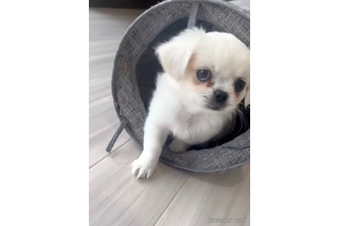 成約済の福岡県のミックス犬-263597の2枚目