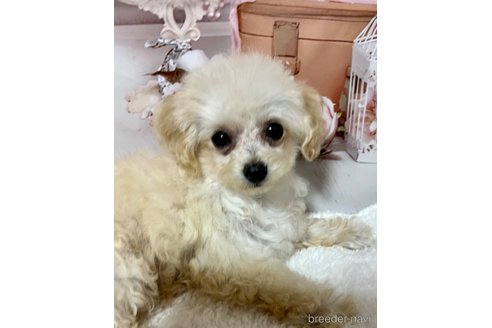 成約済の岡山県のティーカッププードル-256929の26枚目