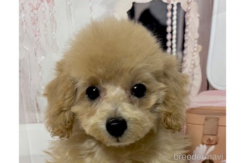 成約済の岡山県のタイニープードル-261492の15枚目