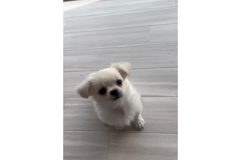 成約済の福岡県のミックス犬-263595の5枚目