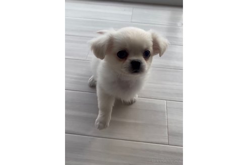 成約済の福岡県のミックス犬-263595の6枚目