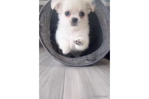 成約済の福岡県のミックス犬-263595の7枚目