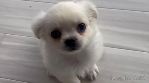 成約済の福岡県のミックス犬-263595の3枚目