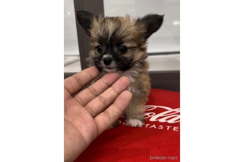 成約済の福岡県のミックス犬-265588の4枚目