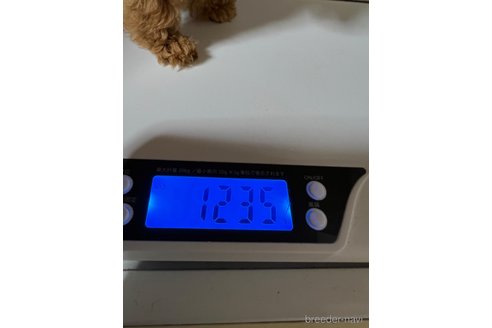 成約済の岡山県のタイニープードル-262789の11枚目