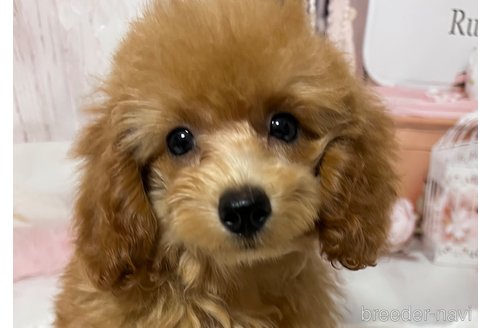 成約済の岡山県のタイニープードル-262789の8枚目
