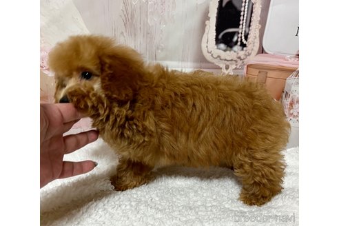 成約済の岡山県のタイニープードル-262789の7枚目