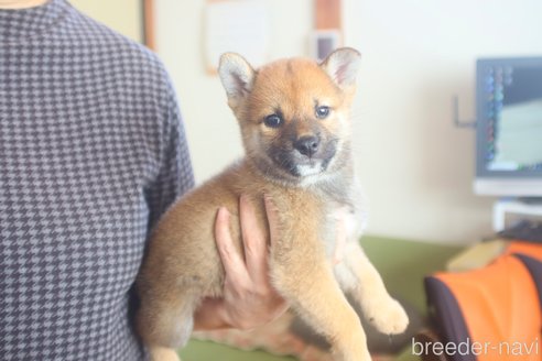 成約済の埼玉県の柴犬-264752の5枚目