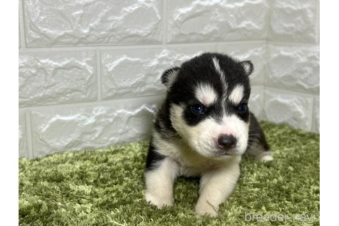 成約済の埼玉県のシベリアンハスキー-270051の5枚目