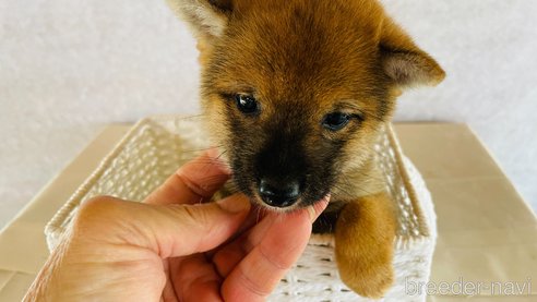 成約済の茨城県の豆柴-270079の14枚目