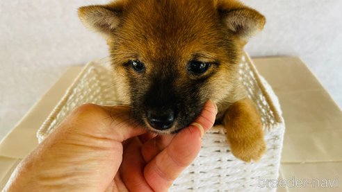 成約済の茨城県の豆柴-270079の13枚目