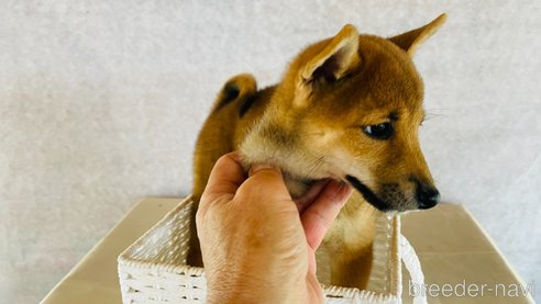 成約済の茨城県の豆柴-270079の12枚目