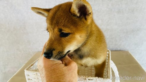 成約済の茨城県の豆柴-270079の11枚目