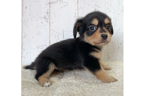 成約済の千葉県のチワックス:チワワ×ミニチュアダックスフンド-267971の2枚目